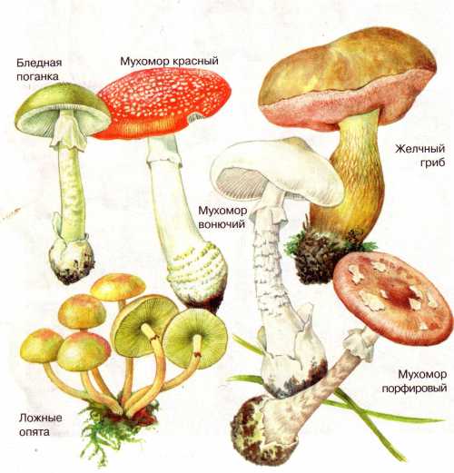 Лечение отравлений грибами проводится в токсико логических отделениях