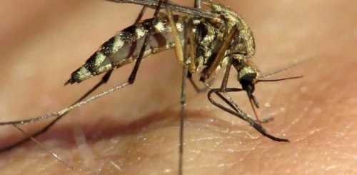 Чем мазать укусы комаров: эффективные народные средства