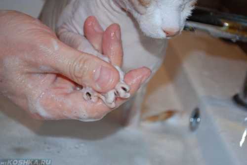 В ванну нужно налить воды так, чтобы она едва доставала животному до живота