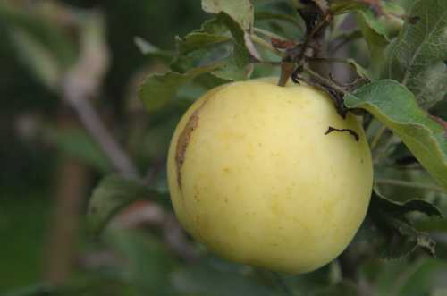 Гусеницы на яблоне: описание видов гусениц, фото,