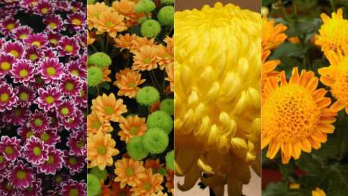 Значение цветов и растений в разных странах мира