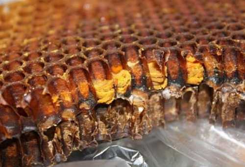 Полезные свойства перги пчелиной, лечебные
